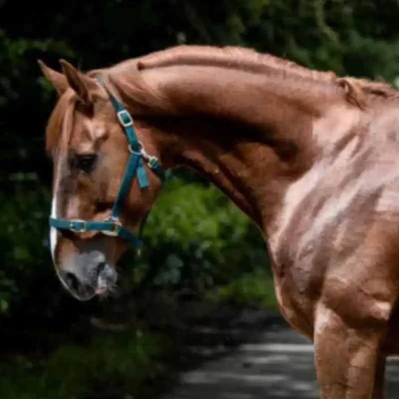 Livery Stables in Scotland